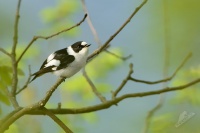 Lejsek belokrky - Ficedula albicollis - Collared Flycatcher 2706